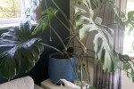 10 large indoor plants