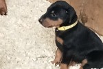 9 weeks old Doberman puppy.