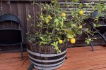 Double Bed, Fridge, Washing machine, Dryer, Sofa, Lime Tree- in wine b...