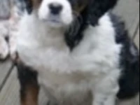 9 weeks old Brittany