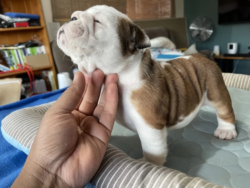 10 week old English Bulldog