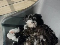 9 month old Tibetan Terrier