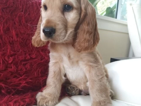 2 1/2 month old cocker spaniel puppy