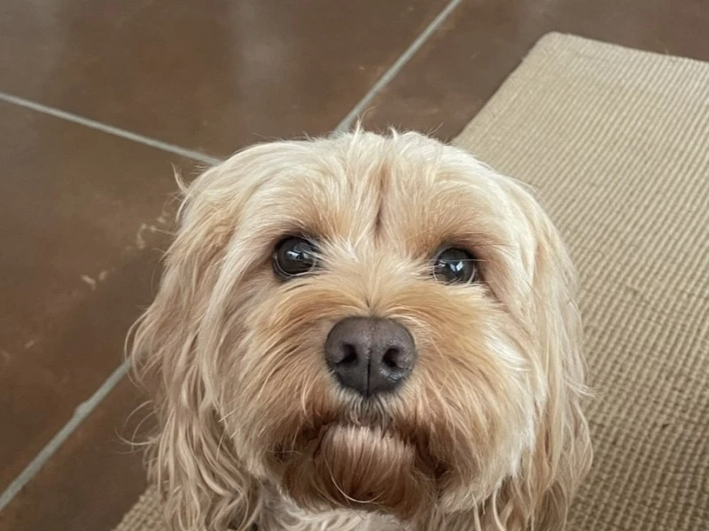 2 year old cavoodle