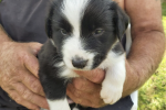 Border collie x 2 months