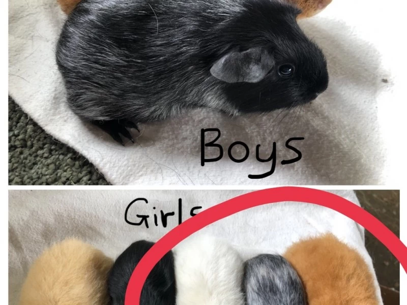 3 baby guinea pigs