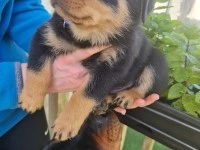 8 week old Rottweiler puppy