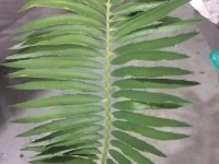 Cycad Plant