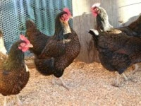 4 Hens