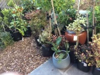 Plants in planter bags and pots