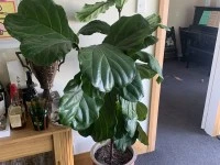 10 large indoor plants