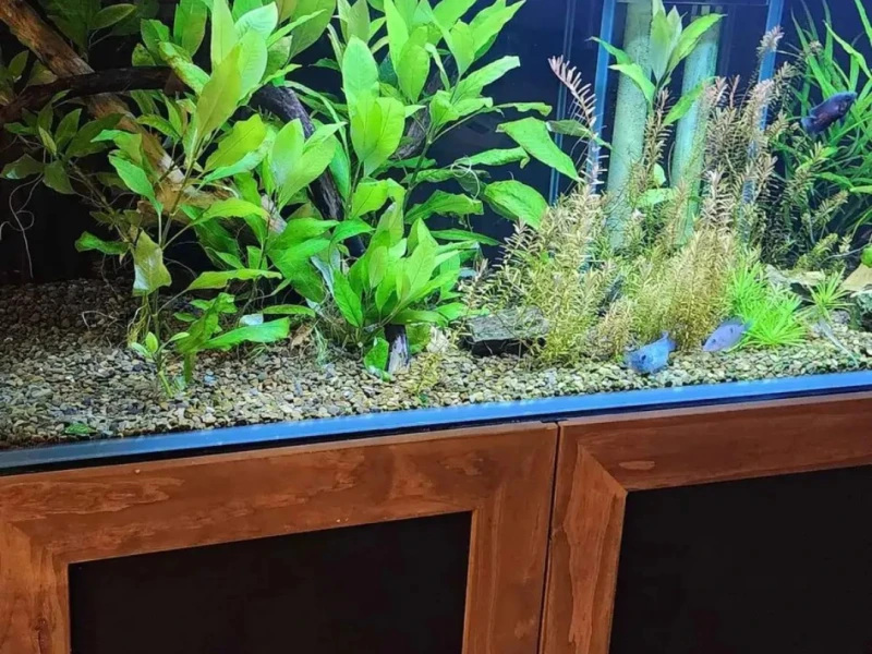 Fish tank