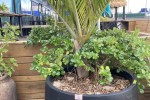 Industrial oven, Potted plants (4)