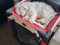 10 and 12 year old small dogs