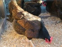 4 Hens