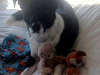 Border Collie 4 years