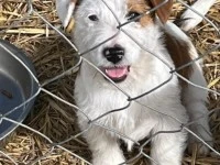 4 month old Jack Russel puppy