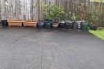 Large Pot plants