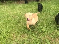 3 month old golden lab