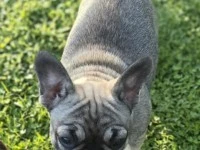 6 month old French Bulldog