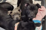 3.5 month old staffy puppy