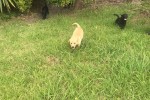 3 month old golden lab