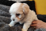 6 week old shih tzu maltese puppy