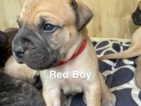 8 week old Bullmastiff