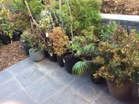 Plants in planter bags and pots