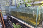 Around 8 Fish Tanks and stands, largest is 2.4 m long, boxes of aquari...