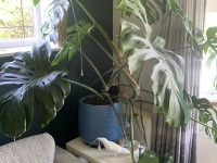 10 large indoor plants