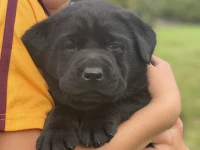 4 week old labrodor puppy
