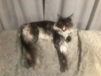 3 year old cat