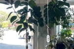 Large indoor Plants x2 max height 2.5m