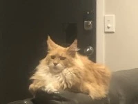 3 year old cat