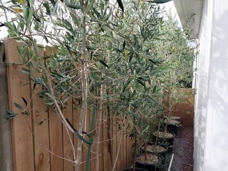 3 olive trees