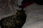 1 year old cat