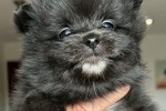 8 week Pomeranian puppy