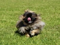 7 year old Pekingese