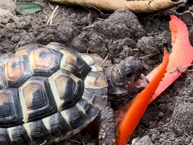 1 year old Hermann tortoise