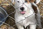 4 month old Jack Russel puppy