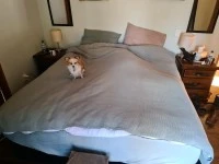 3 bedroom house move