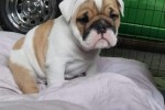 6 weeks old british bulldog