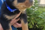 8 week old Rottweiler puppy