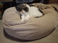 13 year old cat