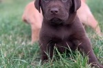 9 weeks Labrador puppy