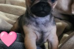 Griffon Puppy
