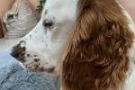 18 month old Welsh springer spaniel