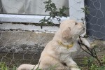 2-month-old male Golden Retriever puppy weight around 5 kg