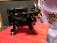 3month puppy